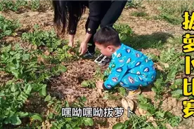 开车去地里拔萝卜，3岁多娃跟二姐比赛拔萝卜，一会就抢着拔完了视频封面