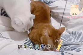 猫咪咬住玩具，动动会嗷嗷叫，你们知道是为什么吗？视频封面