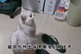 可能我男朋友和我的猫才是一对，我是多余的