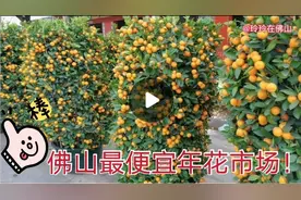 怀集人去佛山便宜年花市买年桔，买好年花贴好挥春牛气冲天过大年视频封面