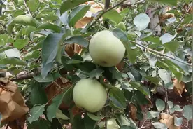 七八月份给果树施肥，应该选用什么样的水溶肥？