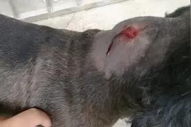 小狗的伤口感染了脓疮，只能打全身麻醉清创，处理完又活蹦乱跳了