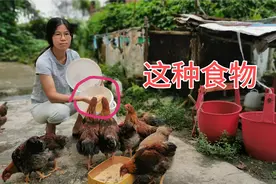 农村这种玉米喂鸡，长得又大又肥，应该卖多少钱一斤合适？视频封面