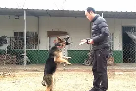 看一只狗狗如何在五分钟学会吠叫，养宠的你快来看看吧！