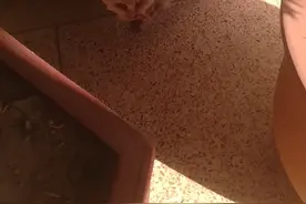 生病的猫求解药