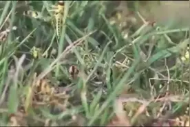 印度不是闹蝗灾吗？快来抄作业，看看我们中国是怎样消灭蝗虫的！视频封面