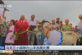 别致！乌克兰小城 “山羊选美”欢乐多，选美冠军获花环视频封面