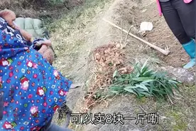 姐夫在山里挖的老虎姜是煲汤的好药材，8块一斤值吗？