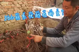 5bb到底是啥？优越在哪里？给大家讲一下。