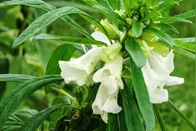 农村不花钱的“芝麻花”可以治病？我也是刚知道，或许对你有帮助