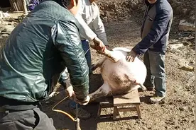 你们见过杀猪，用打气筒给猪打气的吗？视频封面