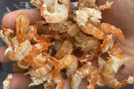 海米都爱吃，却不知道怎么加工，看渔民制作纯天然的淡干海米