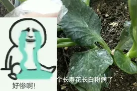 长寿花得了白粉病怎么办？喷这种药，效果好。