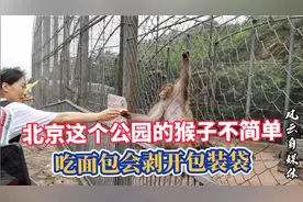 北京北宫森林公园里的猴子，吃面包会剥开包装袋，真是猴精猴精的视频封面