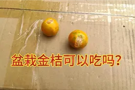 现场试吃盆栽金桔，一口咬下去就后悔了，眼泪都流出来了视频封面