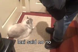 老公早上上班，Lexi就用这种方式在门口阻止，太聪明了！视频封面