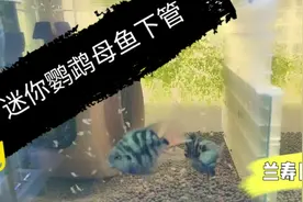 迷你鹦鹉鱼又要产卵了 这繁殖周期也太快了 我的鱼缸真招架不住了