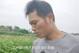 外来物种入侵，广西农村遍地都是的野草，什么农药都不管用视频封面