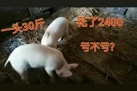 四川小猪价格变化太快了，两头猪花了2400元，还会不会再跌价呢？视频封面
