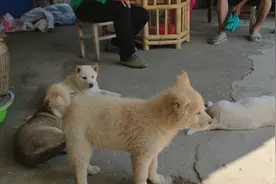 见过这么粗心的主人吗？自己养的小狗居然认不出，还说有点像视频封面