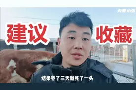 牛一天喂多少精料合适？新手因不懂把牛撑死，养牛小伙无保留分享视频封面