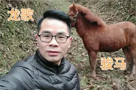 每天养马，骏马感情，放马田野，归圈饲养，每每重活马上，马奉献视频封面