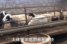 养羊户为什么要把山羊卖掉换成绵羊，养哪种羊的利润更高？