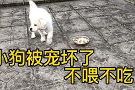 小狗为什么不吃东西 主人用手喂才吃 是被宠坏了吗