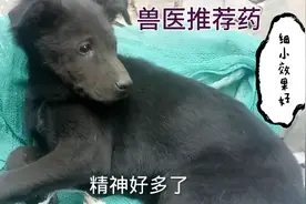 狗患细小病用兽医推荐药，效果很好视频封面