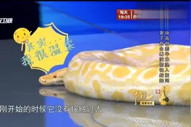 美女表演杂技口吞黄金蟒，吓得嘉宾不敢直视！视频封面