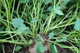 黄嫂播种6个红薯，长出200多根苗，这个办法厉害！视频封面