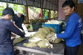 榴莲肉处理现场，下过炸成榴莲干，吃不完只能这样干了视频封面