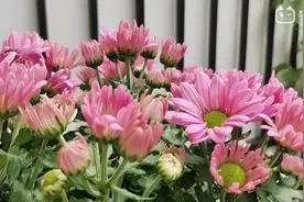 花茎花枝折断不要剪，教你个小妙招，3天就能恢复生长视频封面