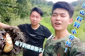 和大哥来野外刨金蝉，带大家看看金蝉在地下的样子。结局很悲伤！