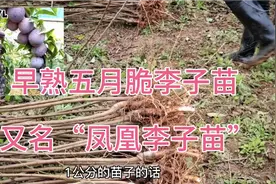 简阳自家苗圃:早熟五月脆李苗，又名“凤凰李”，早熟品种的极品视频封面