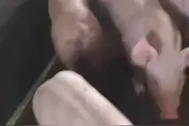 母猪产前产后不吃料的原因连根拔起视频封面
