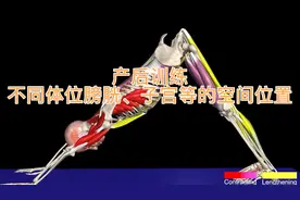 产后修复训练，各体位中膀胱、子宫等的空间位置视频封面