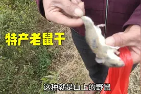 妹子第一次体验山上抓老鼠，过程太神奇，看看收获如何
