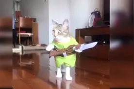 贪玩的喵星人，各种令人匪夷所思的行为，萌萌