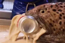 断头鱼还能咬碎易拉罐，鲶鱼：虽然我很丑，但是我对老婆好很温柔