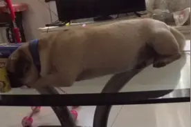 满屋子找不到牛牛，怎么也没想到它跑茶几上面去睡觉了