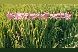 探访江西面积最大的种粮生产基地，鄱阳湖平原象山镇水稻地。