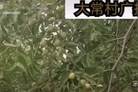 乐陵市金丝小枣视频封面