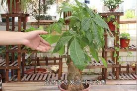 0802发财树剪完1刀，再加1物，茎干粗壮叶子茂盛视频封面