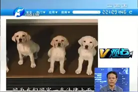 法律上并没有动物立法，嘉宾提出自己的看法与建议，确实有道理！视频封面