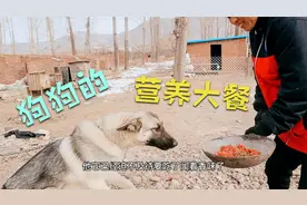 猛犬狼毛青母狗怀孕吃什么好？生鸡肉搅碎搭配狗粮，狗狗吃得真香
