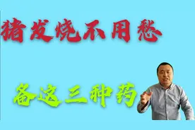 猪退烧要慎重！备这三种药、轻松解决猪发烧。视频封面