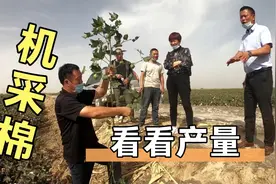 四川人在新疆种植800亩棉花，机采棉如何管理，产量怎么样