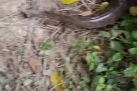 臭水沟的埃及鲶鱼视频封面