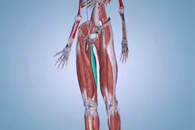 【每日一肌】💪   推拿按摩的骨骼肌解剖———股薄肌